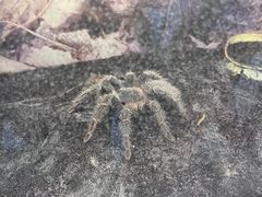 -上海大自然野生昆虫馆(东方明珠·爬宠昆虫探索中心)