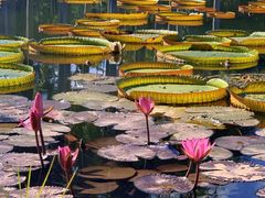 -中国科学院西双版纳热带植物园