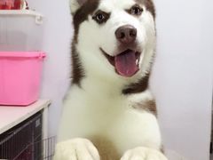 -纳吉亚猫专科动物医院博雅分院