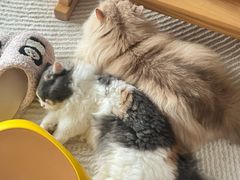 -宠颐生宠物医院·犬猫全科·皮肤科(商业街店)