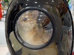 -四月宠物医院·猫专科·心脏专科·内科(转塘店)