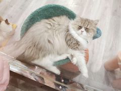 -BABIT巴比特宠物(MOMOPARK店)