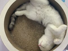 -喵的天空名猫咖啡馆·撸猫·猫舍·用品