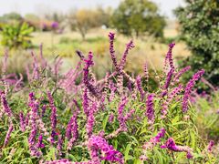 -花开海上生态园