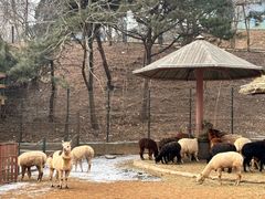 -大连森林动物园