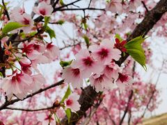 -古柏渡丰乐樱花园