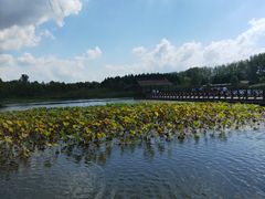 -溱湖国家湿地公园