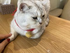 -藏猫猫咖啡主题馆(中央大道店)
