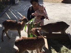 -鹿境梅花鹿生态园区