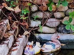 -长广溪湿地公园