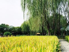 -溱湖国家湿地公园