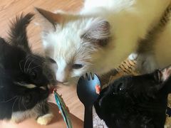 -楼上猫咖(罗湖店)