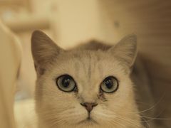 -BABIT巴比特宠物(MOMOPARK店)