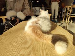 -平行世界·猫咖(首经贸店)