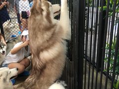 -TrueLove @ Neverland (Husky Cafe)