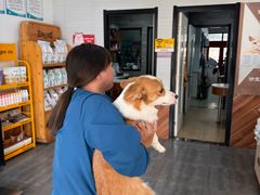 -美联众合宠物医院·爱萌分院·内外科·猫科中心