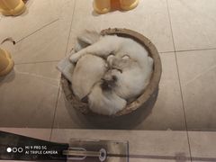 -猫咪博物馆(顶澳仔猫街店)