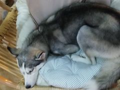 -Husky Go! 哈士奇体验馆·宠物咖啡厅狗咖
