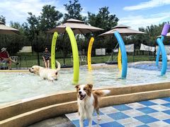 -爪吧宠物乐园 (温榆河示范区店)