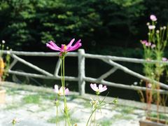 -白云源风景区