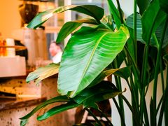 -Line 咖啡(石厦花园店)