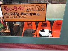 -猫咪博物馆(顶澳仔猫街店)