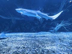 -海合安天津极地海洋公园
