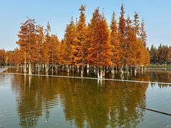 -白鹭湾湿地公园