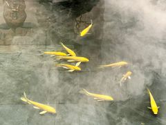 -觀芷隐轩