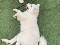 -宠物寄养训练学校