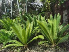 -北京植物园-展览温室