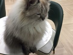 -安格丽娜·狗咖·猫咖羊驼咖(春熙路百盛商场店)