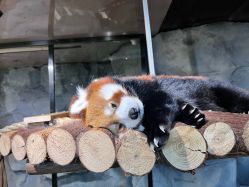 -Zoolung Zoolung动物主题公园(海信广场店)