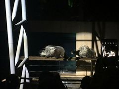 -清迈夜间动物园