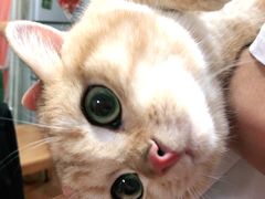 -东方名猫馆·英短金渐层布偶猫舍(环线广场1号楼店)