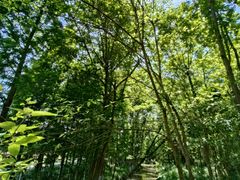 -桤木河湿地公园