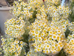 -循礼门鲜花花市(武汉循礼门店)