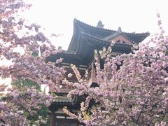 -西安青龙寺遗址景区