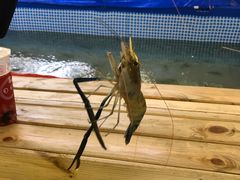 大头虾-小象钓虾·营地烧烤(洛溪店)