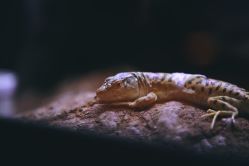 -酷嗒动物文化乐园(cutezoo西溪乐天城店)