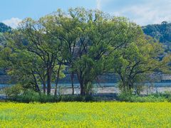 -新安江山水画廊风景区