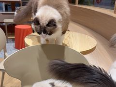 -米乐乖乖猫咪咖啡馆·猫咖(深圳湾后海汇店)