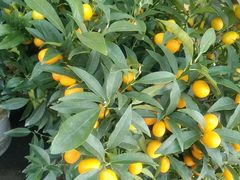 -金陵花卉交易市场