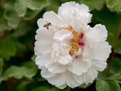 -石家庄市植物园