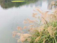 -重庆彩云湖湿地公园