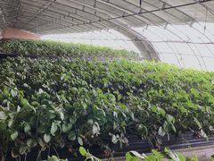 -甜心庄园·甜心草莓采摘园(西青中北店)