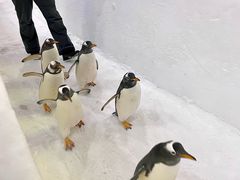 -广州热雪奇迹