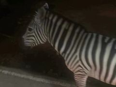 -清迈夜间动物园