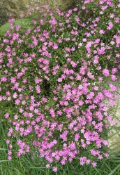 -悦诗风吟innisfree