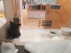 -屋虎猫馆(宝安大仟里店)